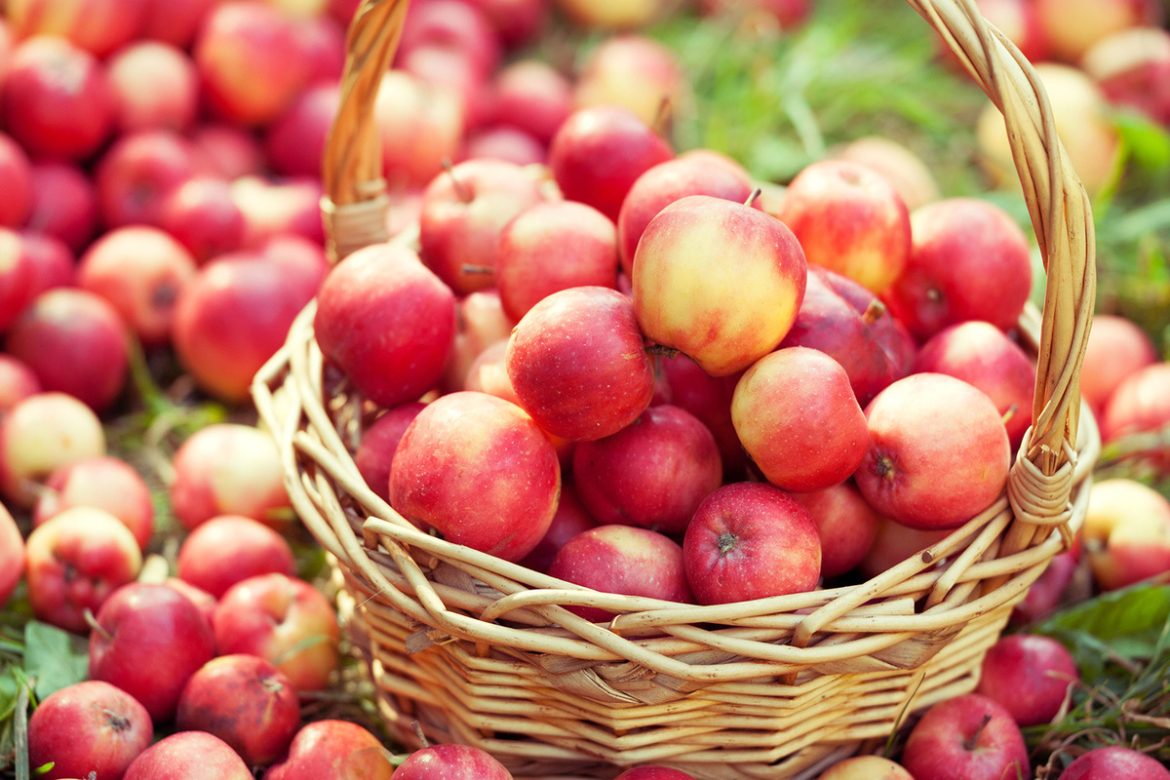 سیب درختی فرانسوی در تولید دارو کاربرد بسزایی دارد